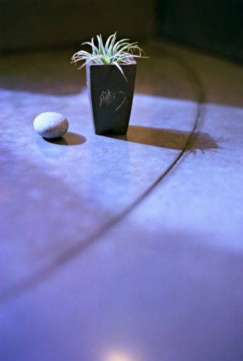 Small Plant And Rock